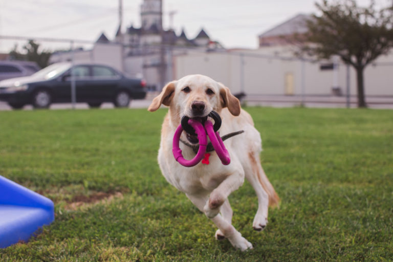 Pet Boarding — Central Pet Care