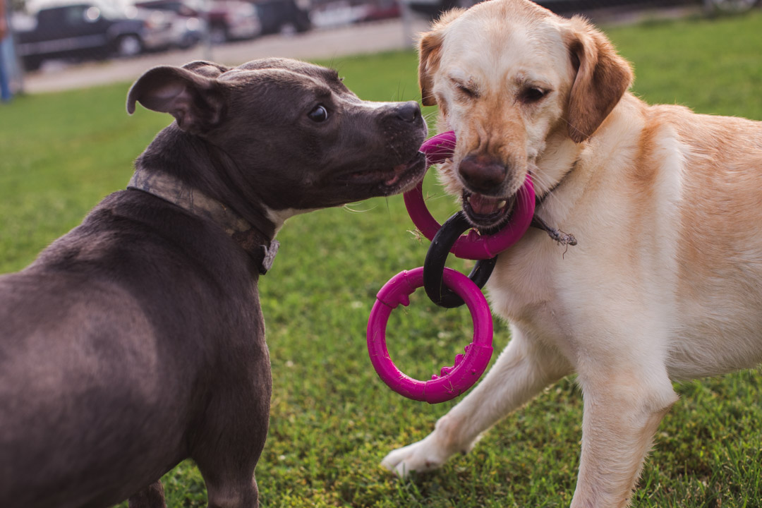 Pet Boarding — Central Pet Care